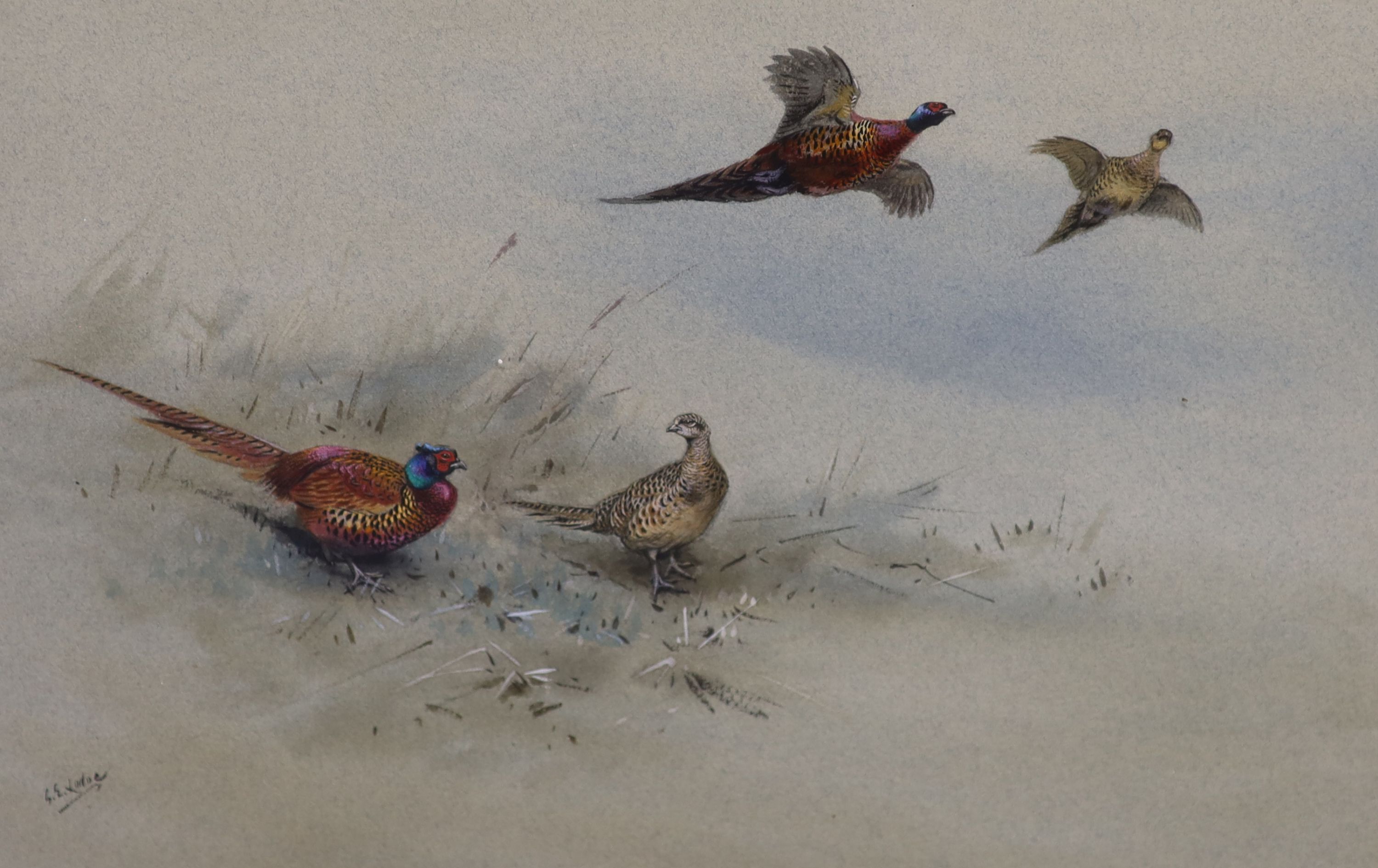 George Edward Lodge (1860-1954) Common Pheasants 24 x 35.5cm